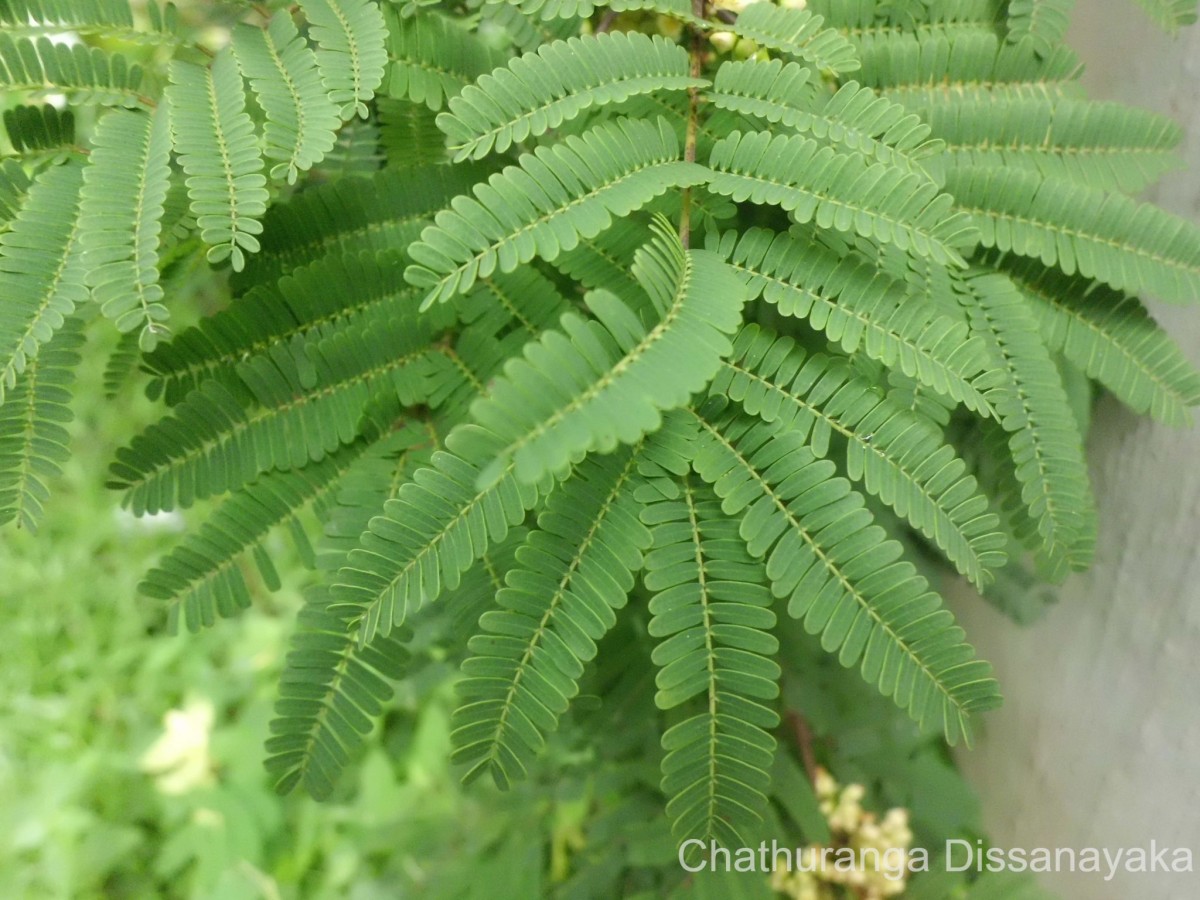 Libidibia coriaria (Jacq.) Schltdl.